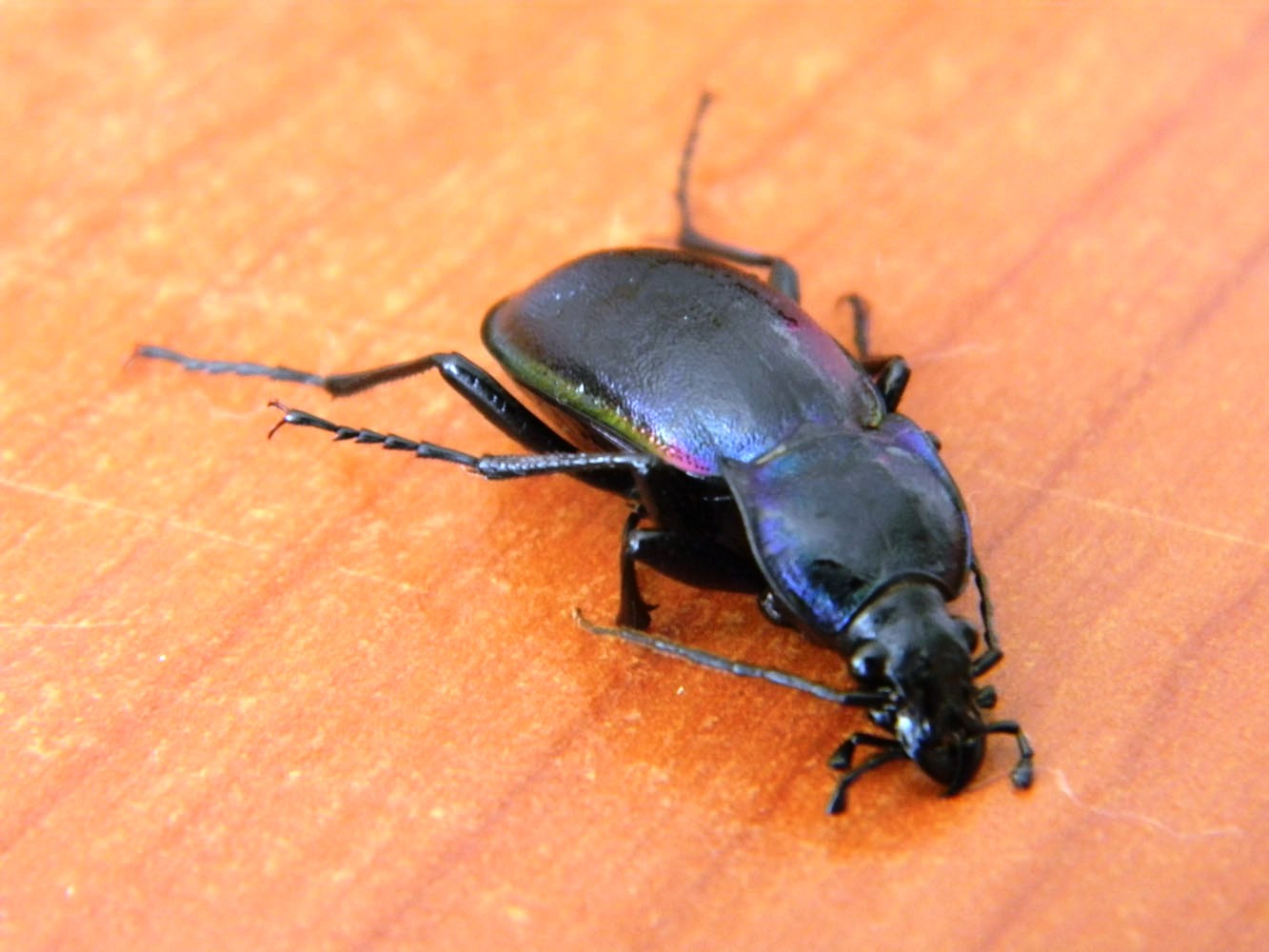 Carabo da determinare: Carabus alysidotus